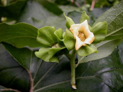 Diospyros